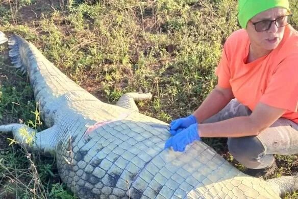 The crocodile was airlifted to nearby Kruger National Park before a post-mortem examination was carried out.