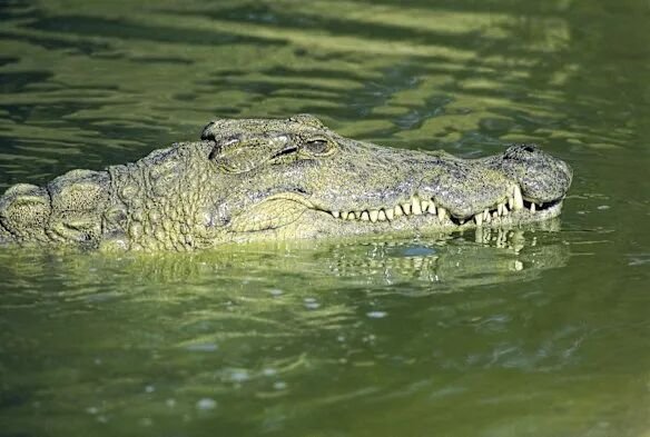The Nile crocodile is one of the most dangerous reptiles in the world, and is responsible for several hundred confirmed human deaths per year.