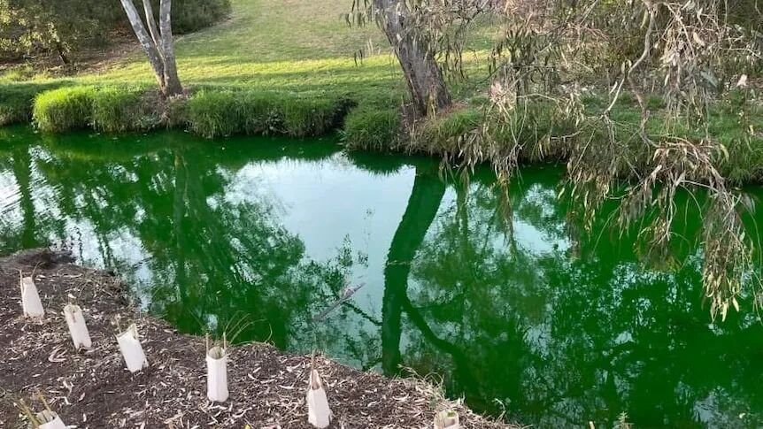 A creek in a park coloured green